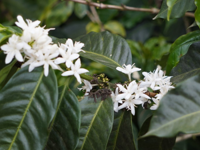 クリックで画像ウィンドウが開きます